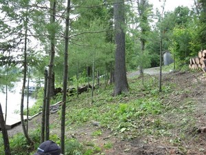 Part way through cleaning up unwanted trees and underbrush.